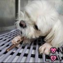 원러브동물의료센터 | 서울 슬개골탈구 수술전문 4기 중증 수술 후기! 원러브동물의료센터