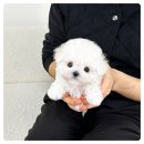 샵펫 강아지분양 울산점 | 고양펫샵 강아지분양 후기