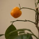 보아즈 맨션 이미지