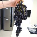 가지포도 맛있는곳 민들레몬 블랙사파이어포도 내돈내산 후기