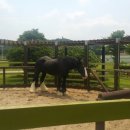 경마공원 이미지