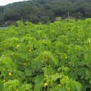 복골농장 이미지