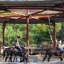 운악호스랜드 이미지