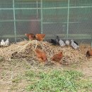 토리농장 이미지