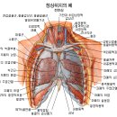 폐 (해부학) [肺, lung] 이미지
