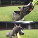 도그동물농장 이미지