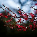 매화세탁소 이미지