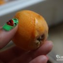 조흥농장 이미지