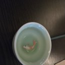 목동초마 | 목동역 맛집 출장 중 먹은 현실 점심 저녁 솔직 후기 혼밥가능 + 빵집까지