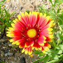 개화산 미타사 앞 이미지