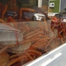 김해대게 이미지