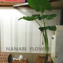 사파동358 이미지