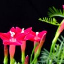 늘봄까페 이미지