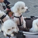 다둥이축산 이미지