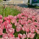 청초호유원지(중앙) 네이버블로그