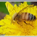 민들래민박 이미지