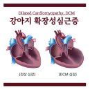 서울은내과동물병원 | 강아지 확장성심근증 (Dilated Cardiomyopathy, DCM) [서울은내과동물병원]