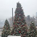 성길 | 포천 크리스마스트리 대형 카페 | 고모리691 솔직 후기