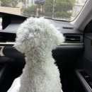 꽃길만걷개 이미지