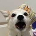 단독 dandog 이미지