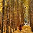 (주)은행나무 이미지