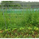 자연농장 이미지