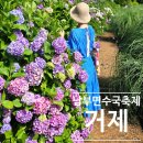 동산초등길 | 거제 수국 명소 추천! 제8회 남부면 저구 수국동산 수국축제 가족여행 후기