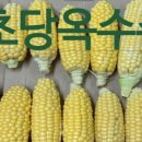 참솔영농조합 이미지