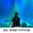 잠실 : 롯데월드 아쿠아리움 | 눈앞에서 벨루가 펭귄 체험 실내 데이트 가족 나들이 놀거리