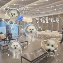 큰별동물의료원 | 꼼꼼한 검사와 친절한 진료에 감동한 경기동물의료원 강아지 혈변 구토 결장염 입원 솔직후기