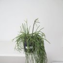 반려식물키우기 | 인테리어 행잉 플랜트 립살리스 핑크 정글 선인장 반려 식물 키우기