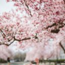 비바체음악학원 이미지