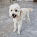 포레스트 하우스 애견유치원 이미지