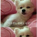 비주