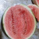 애플수박 8발송 이미지