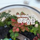 이런날;꽃 네이버블로그