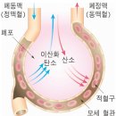 폐를 건강하게 하고 싶으면... 호흡곤란 현상이 난다면... 대처법.. 이미지