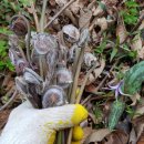 고비농장 이미지