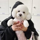 용문 애견 이미지