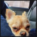 개 친절 펫택시 이미지