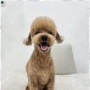 애견미용실 이미지