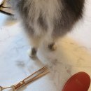 지우개 | 포메라니안 미용가위 실버라인 지우개 요술가위 후기