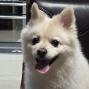 대천동물병원 | 너무나 빠르게 가버린 것