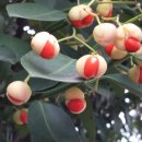 사철나무집 이미지