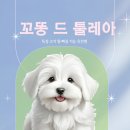 툴레아르Tulear 이미지