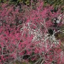 매화농원 이미지