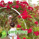 금강수변공원 숲바람장미원 | 장미 개화시기 꽃말 세종 장미공원 숲바람장미원 명소 갈만한곳