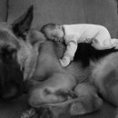 다정하개 이미지