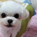 김s 동물병원 이미지