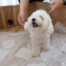 댕댕시 애견 유치원 이미지